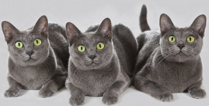 3 кошки породы Корат