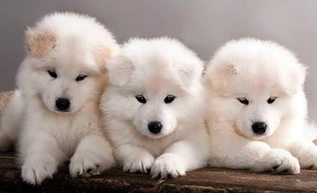 3 красивых щенка