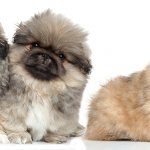 3 щенка пекинеса
