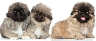 3 щенка пекинеса