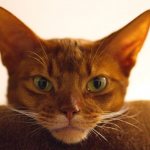 Абиссинская кошка