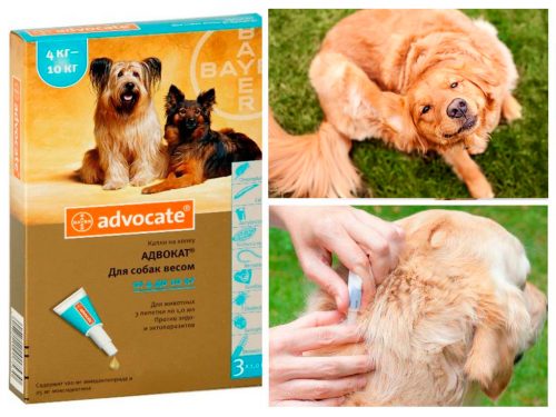 Advocate для крупных пород собак