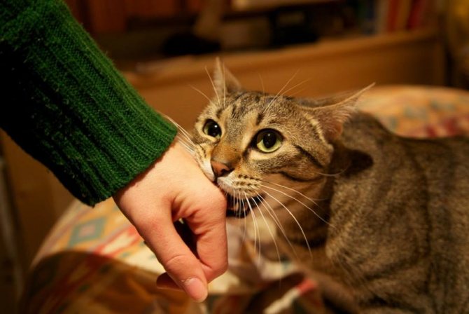 Агрессивное поведение кота