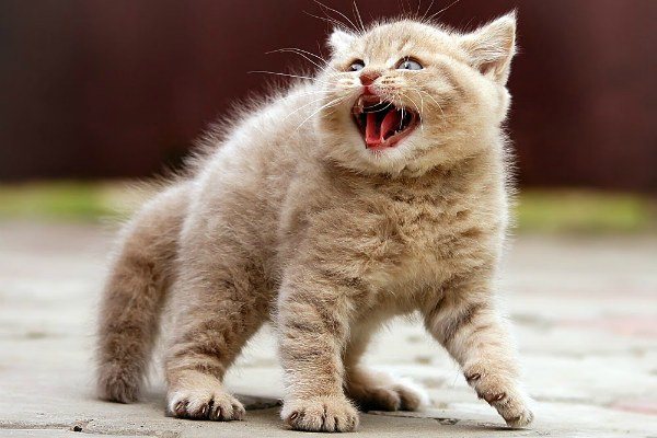агрессивный котенок
