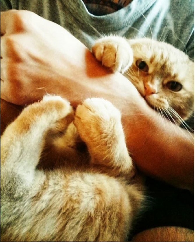 Агрессия у кота
