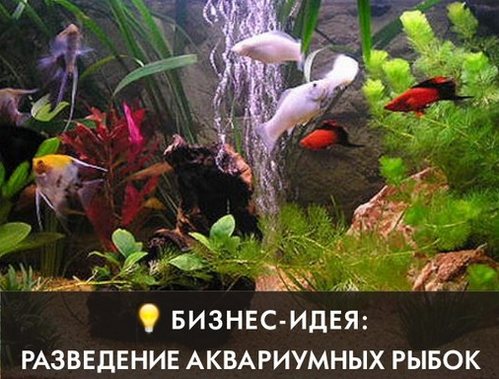 аквариумные рыбки как идея для бизнеса