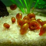 аквариумные улитки катушки