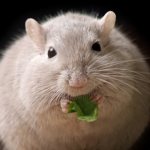 Аллергия на хомяков возникает не из-за шерсти животного, а из-за их слюны или частичек кожи, содержащих подкожное сало.