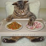 Аллергия у кошек на корм