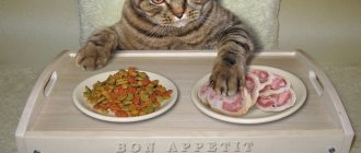 Аллергия у кошек на корм