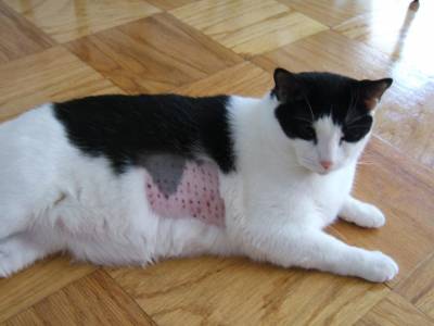 аллергия у котенка на корм симптомы