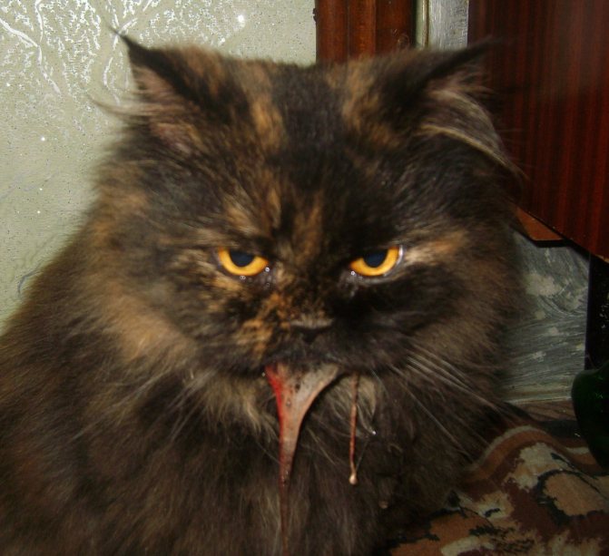 аллергия у котенка на корм симптомы
