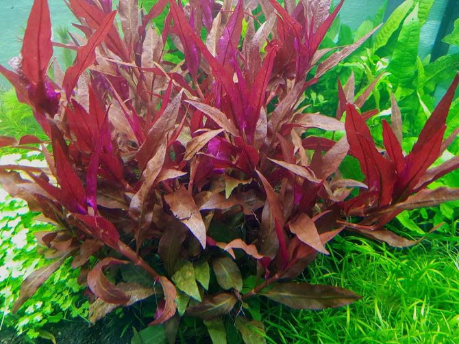 Альтернантера (Alternanthera reineckii)