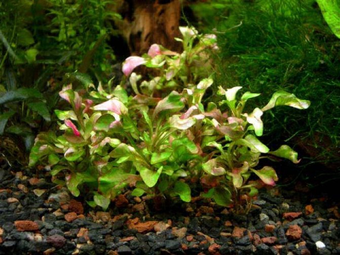 Альтернантера беттцика (Alternanthera bettzickiana)