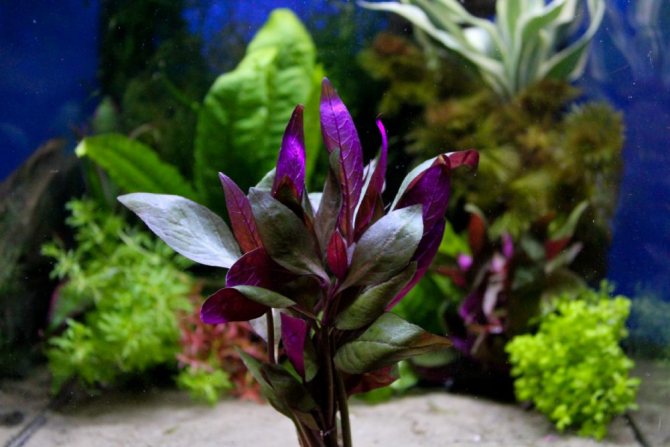 Альтернантера лиловая (Alternanthera lilacina)