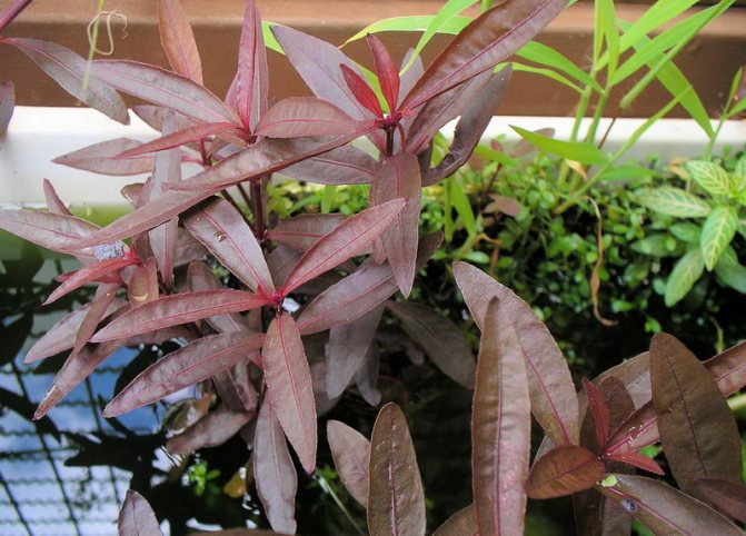 Альтернантера сидячая рубра (Alternanthera sesilis var. rubra)