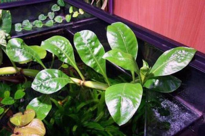Альтернантера водная (Alternanthera aquatica)