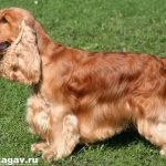 Американский-кокер-спаниель-собака-Описание-уход-и-цена-американского-кокер-спаниеля-1