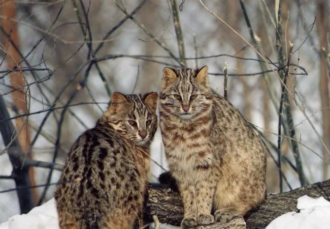 амурский лесной кот