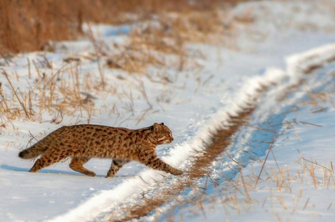 амурский лесной кот