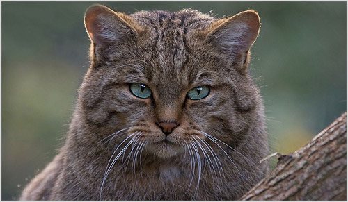 Амурский лесной кот