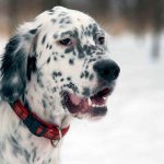 английский сеттер описание породы