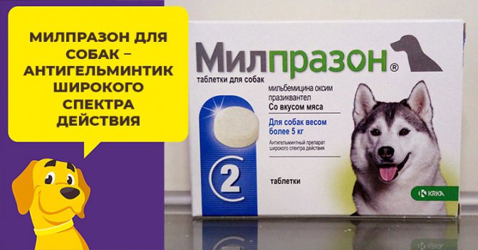 Антигельминтный препарат Милпразон: расчет дозировки для собаки и правила применения