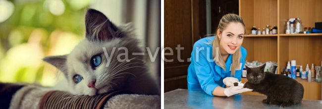 аскариды у кошек лечение