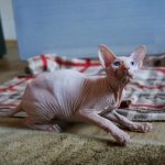 Атаксия у кошек