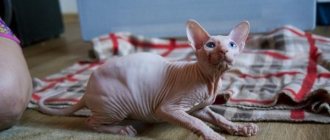Атаксия у кошек