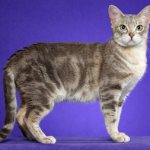 Австралийская дымчатая кошка