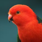 Автралийский королевский попугай