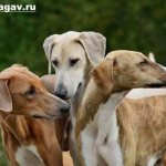 Азавак-собака-Описание-особенности-уход-и-содержание-породы-азавак-10