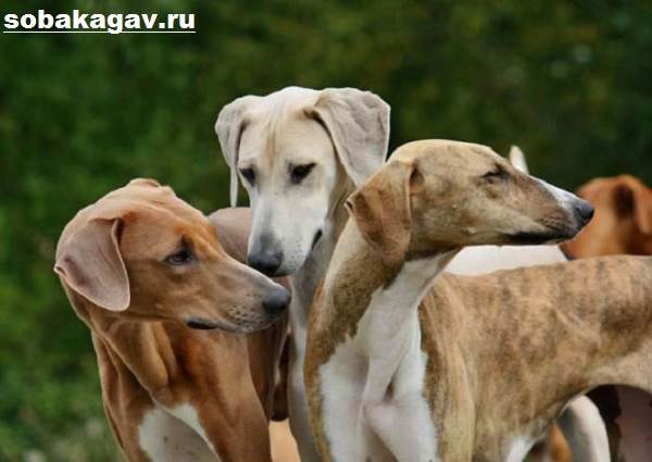 Азавак-собака-Описание-особенности-уход-и-содержание-породы-азавак-10