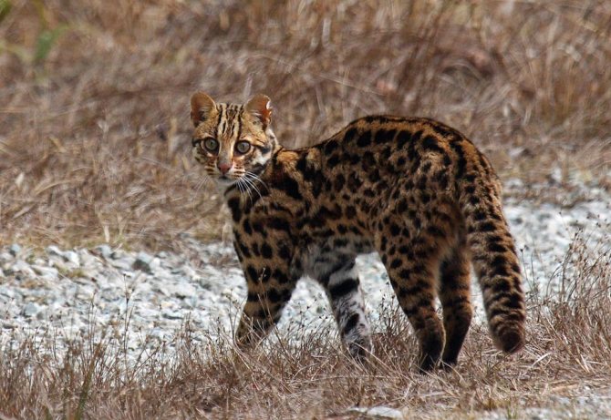 Азиатская леопардовая кошка