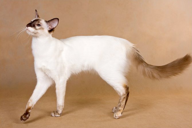 Балийская кошка