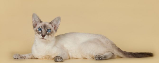 Балинезийская кошка