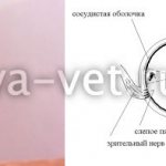 бельмо на глазу у кошки лечение