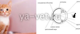 бельмо на глазу у кошки лечение