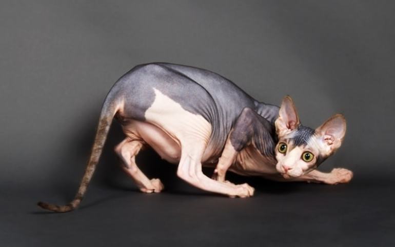Беременная кошка сфинкс