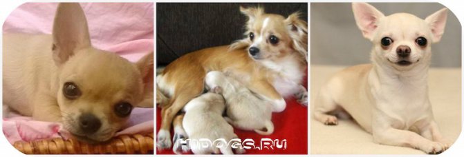 Беременность чихуахуа, щенки, роды