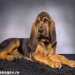 Бладхаунд-собака-Описание-особенности-уход-и-цена-бладхаунда-12