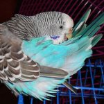 Блохи атакуют попугая