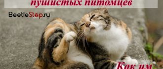 Блохи у кошек