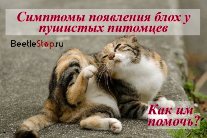 Блохи у кошек