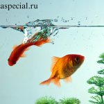 Болезни аквариумных рыбок: Симптомы, лечение