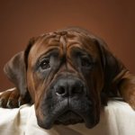 Болезни ЖКТ у собак читайте статью