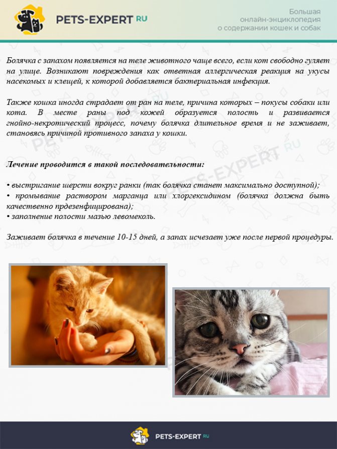 Болячка на теле у кошки