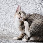 Болячки у кошек