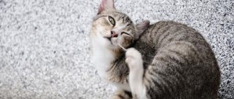 Болячки у кошек